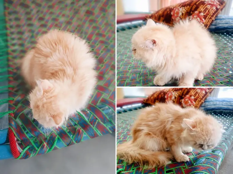 doll face Persian kittens pair whatsapp number 0314 8582416 — photo 2