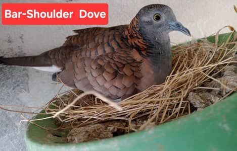 Bar-Shoulder /Doves /Doves For Sale /Qumri /Fakhta /All kind of Doves