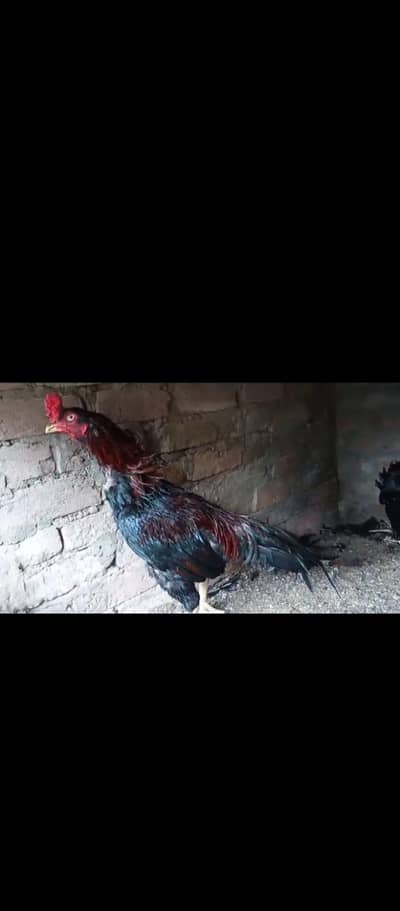 Aseel lasani.  /. aseel rampuri.   breed