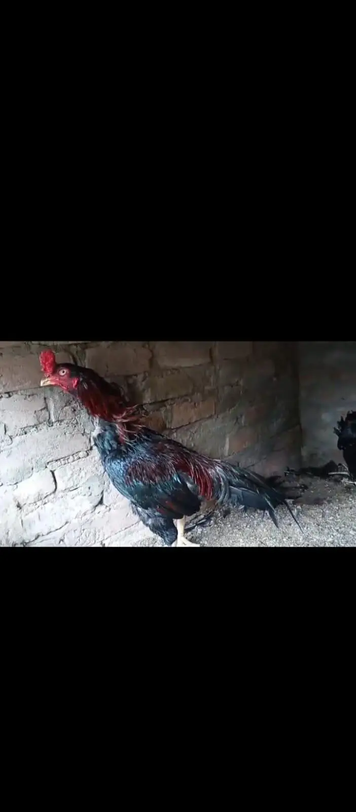 Aseel lasani.  /. aseel rampuri.   breed