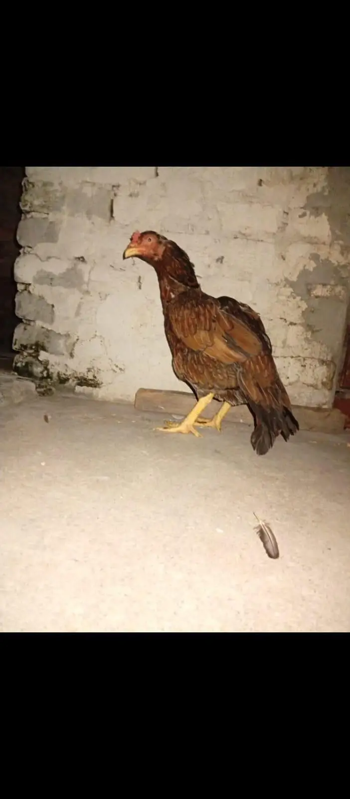 Aseel lasani.  /. aseel rampuri.   breed — photo 5