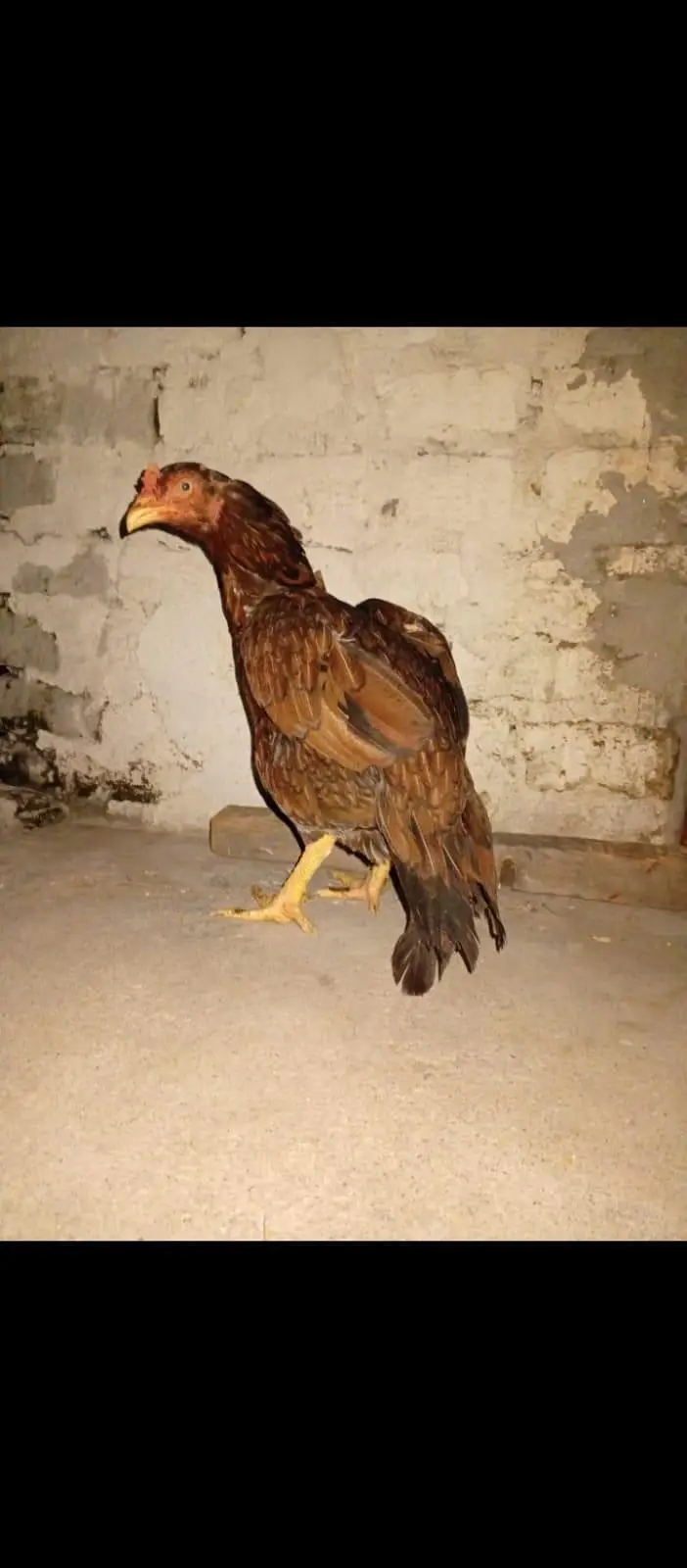 Aseel lasani.  /. aseel rampuri.   breed — photo 6