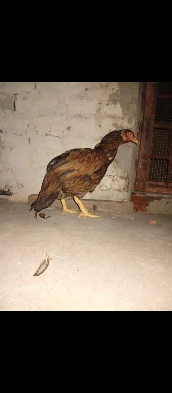 Aseel lasani.  /. aseel rampuri.   breed — photo 7