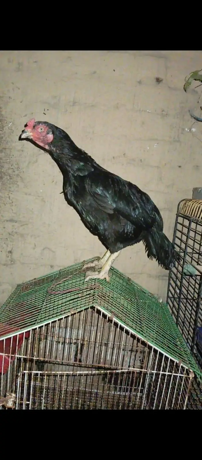 Aseel lasani.  /. aseel rampuri.   breed — photo 9