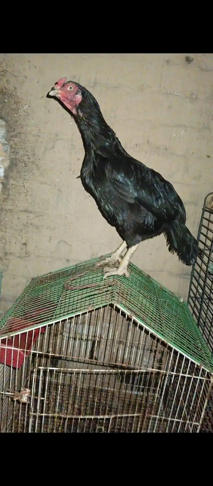 Aseel lasani.  /. aseel rampuri.   breed — photo 10