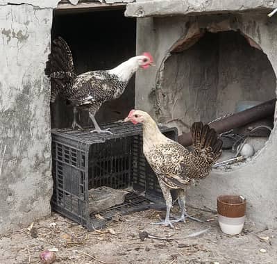 Desi Chicks and Hens