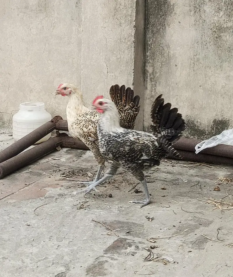 Desi Chicks and Hens — photo 2