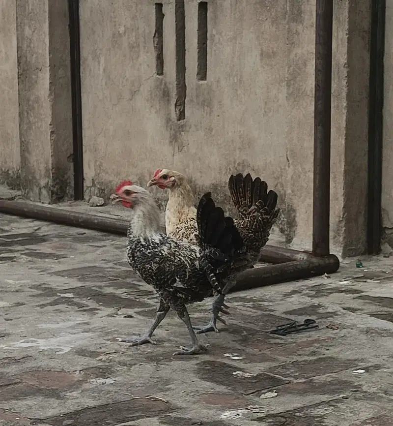 Desi Chicks and Hens — photo 3