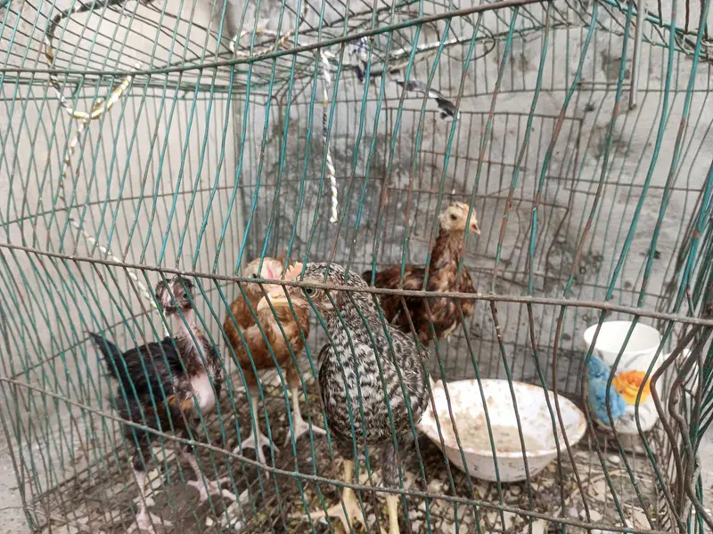 Desi Chicks and Hens — photo 4