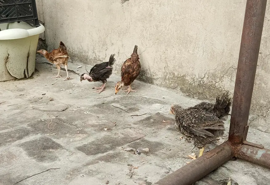 Desi Chicks and Hens — photo 5