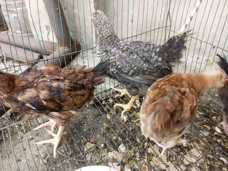 Desi Chicks and Hens — photo 6
