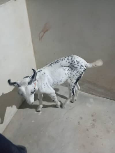 tedi bakra bakri