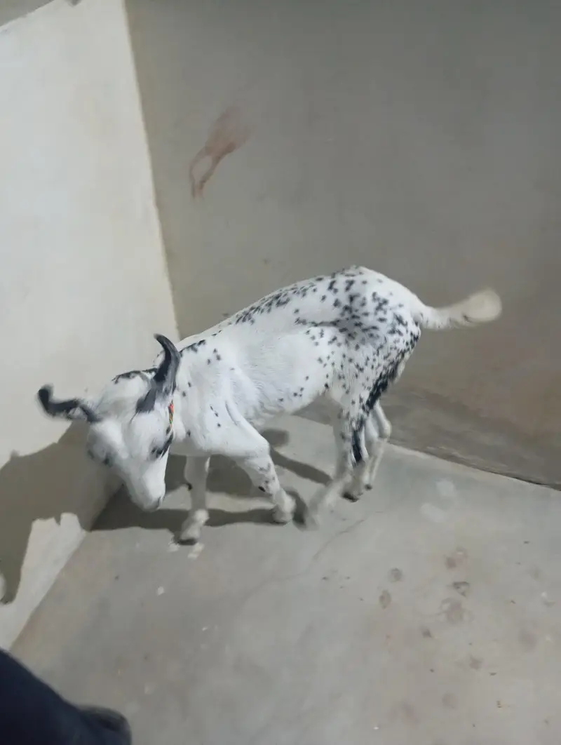 tedi bakra bakri