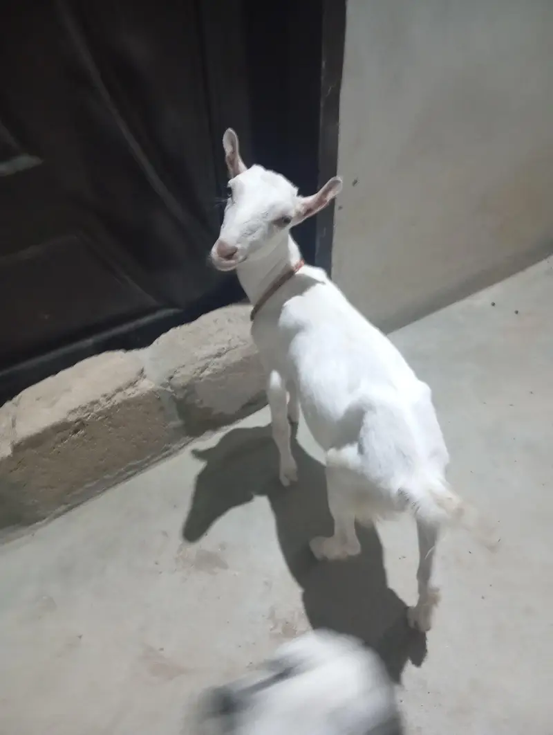 tedi bakra bakri — photo 2