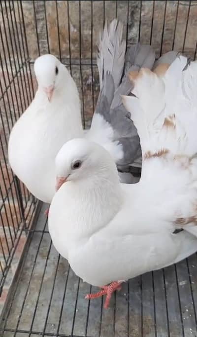 Breder jora for sale 3 jora wattsapp nmbr 03237070799