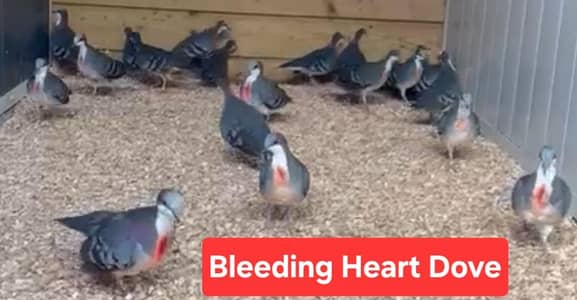 Bleeding Heart Doves /Doves For Sale /Qumri /Fakhta /All kind of Doves