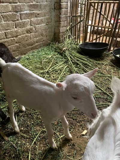 /tedda/ Tedi Bakra/ Bakri 0308///3333///724