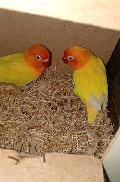 Latino parsanata breader pair