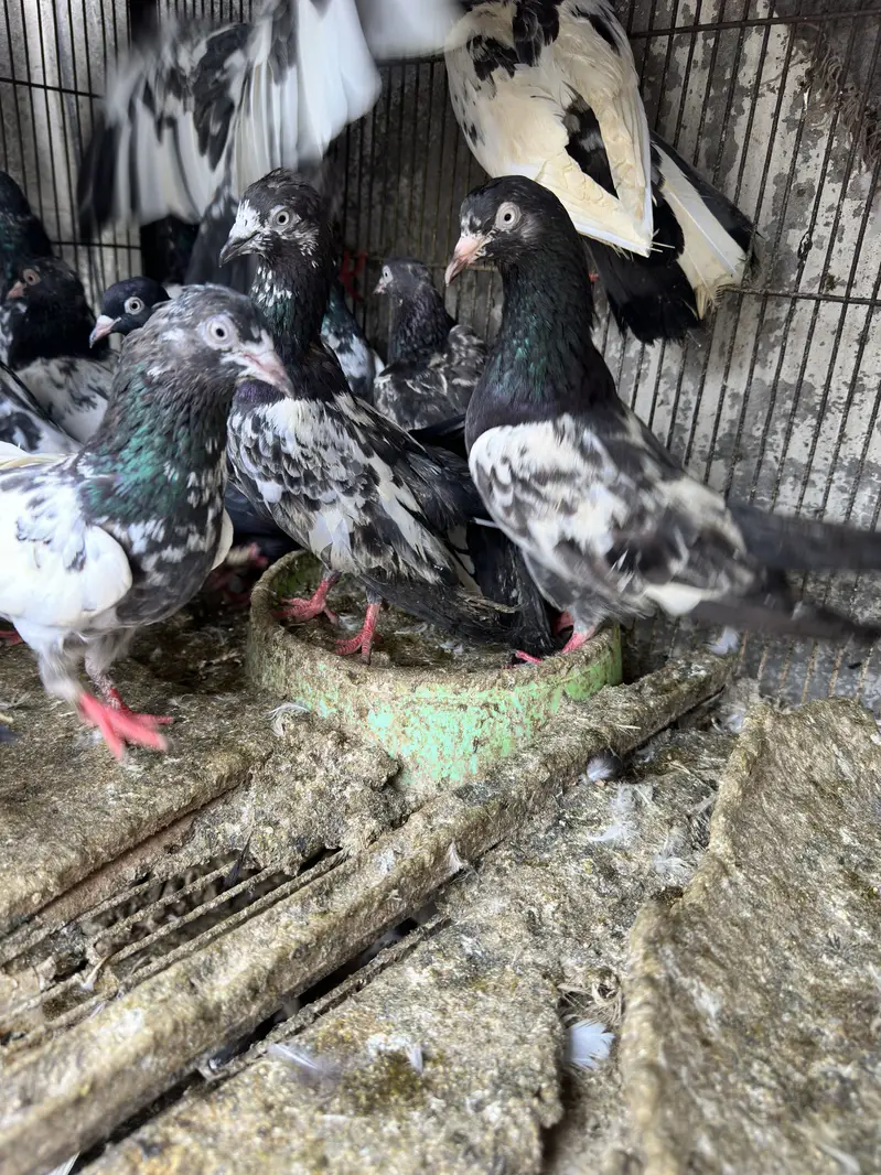 teddy pigeons ur lal ank vala