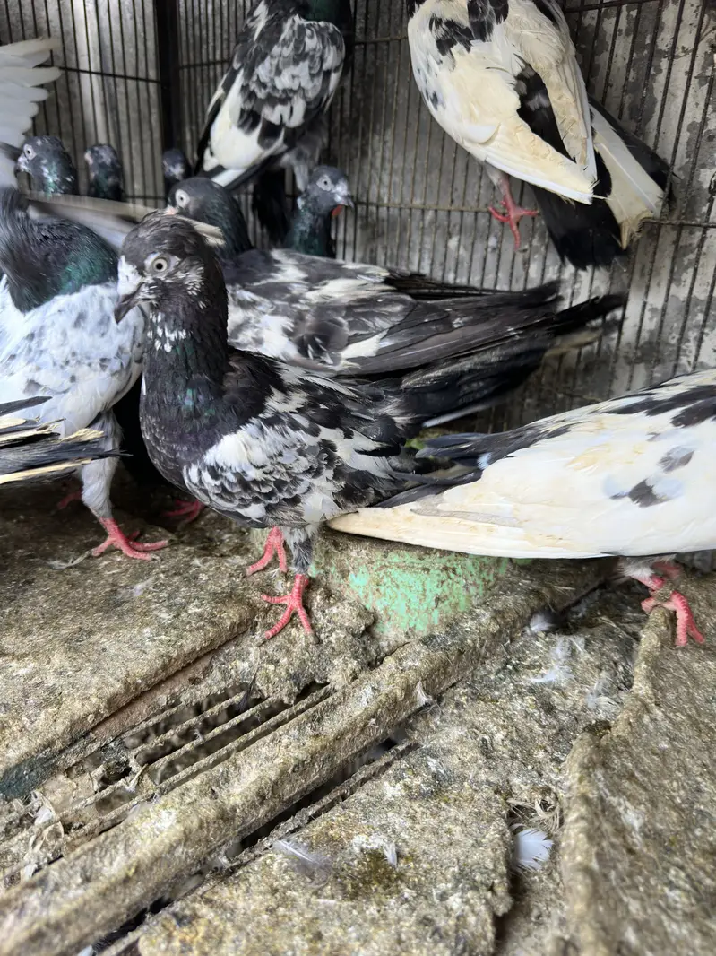 teddy pigeons ur lal ank vala — photo 2