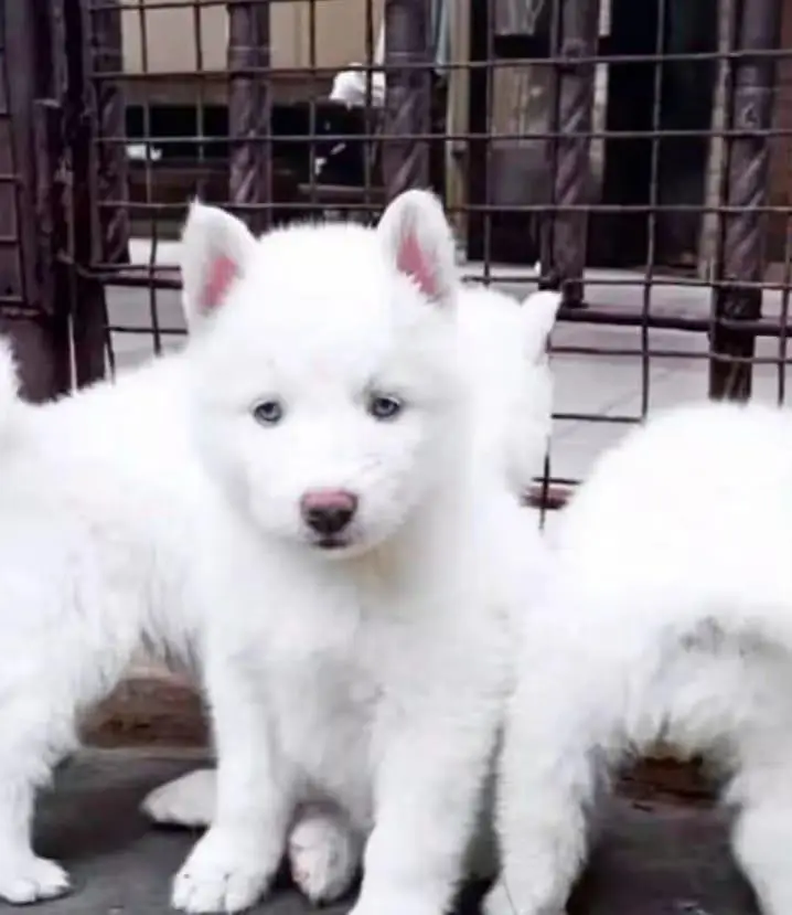 russain dog03340416021 my WhatsApp