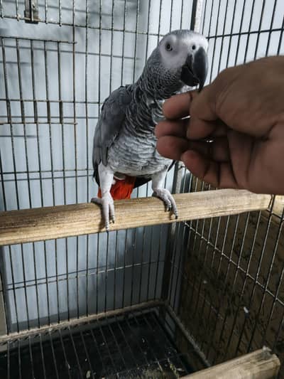 Hand temp local breed with cage