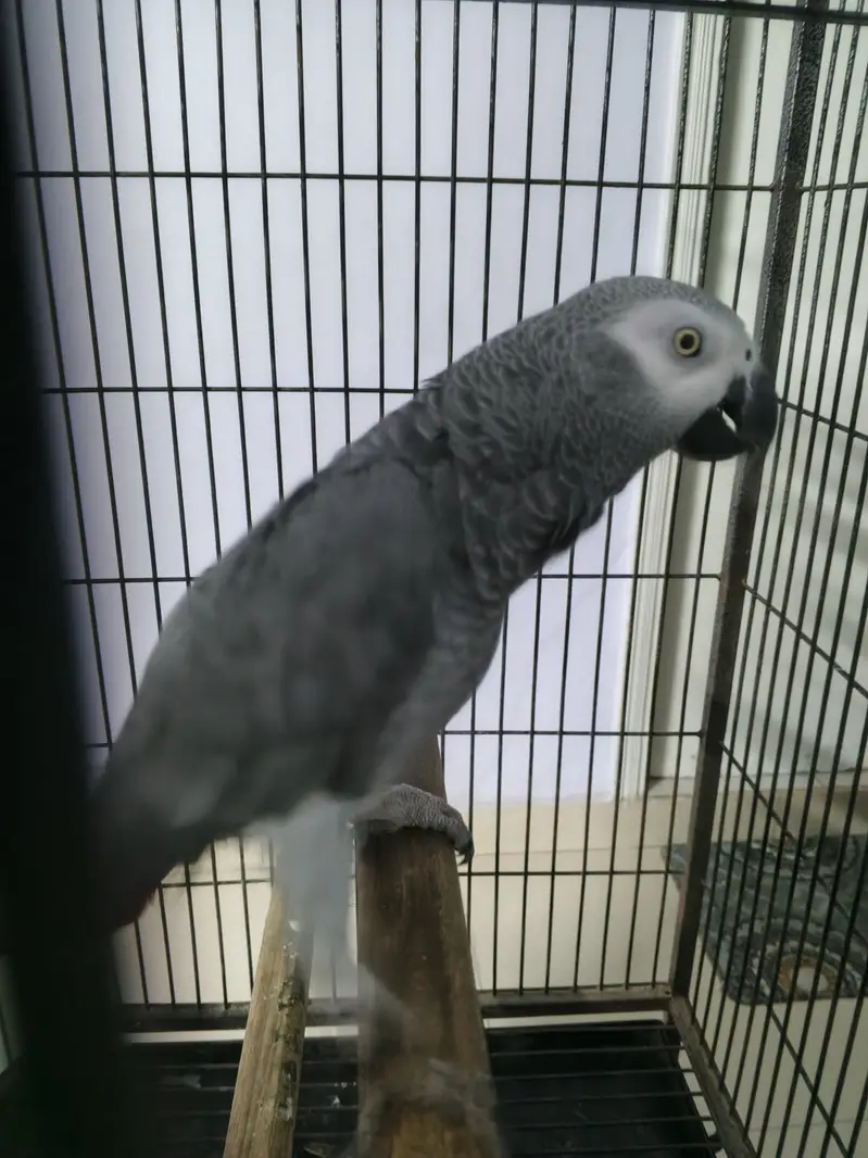Hand temp local breed — photo 2