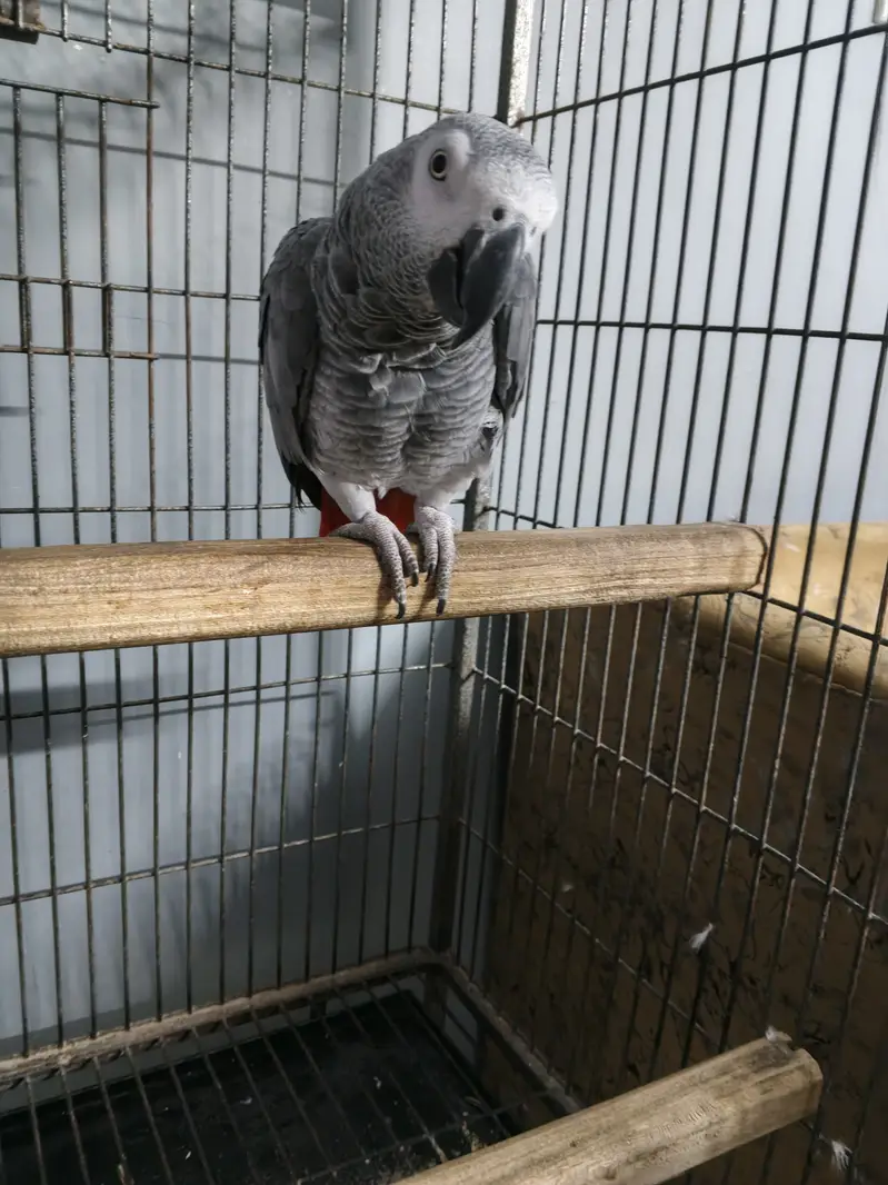 Hand temp local breed — photo 3