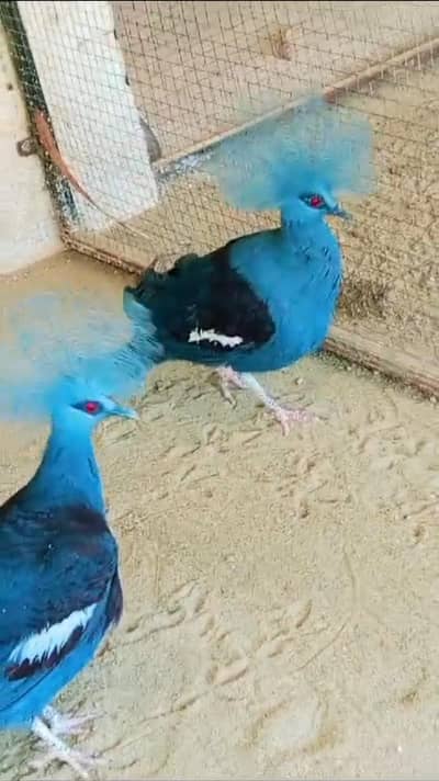 Victorian Pigeon /Doves /Doves For Sale /Fakhta /All kind of Doves