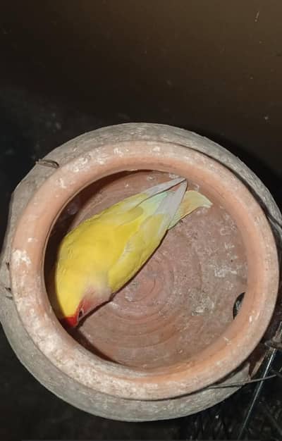 coman Latino red eyes breader pair + Latino parsanata breader pair