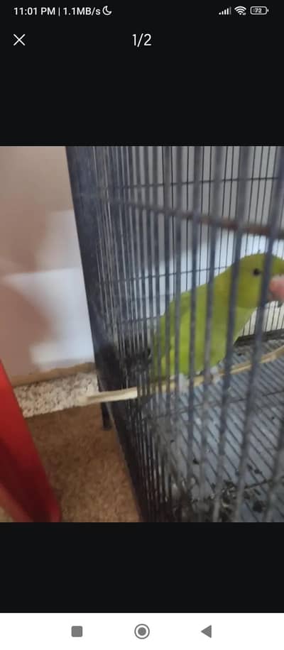 bolny wala Parrot for Sale