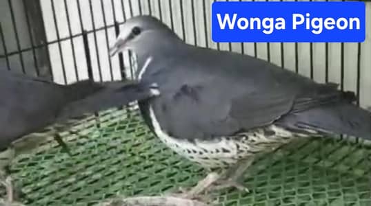 Wonga Pigeon /Doves /Doves For Sale /Qumri /Fakhta /All kind of Doves