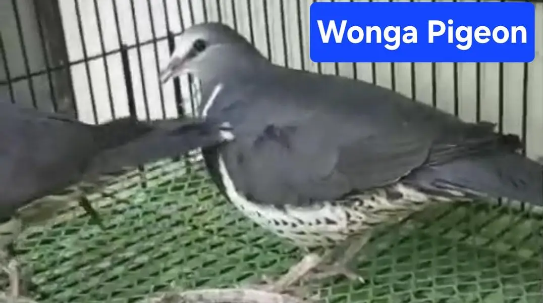 Wonga Pigeon /Doves /Doves For Sale /Qumri /Fakhta /All kind of Doves