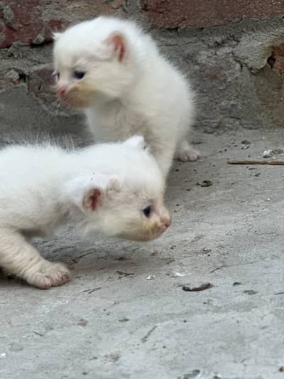 White baby cat