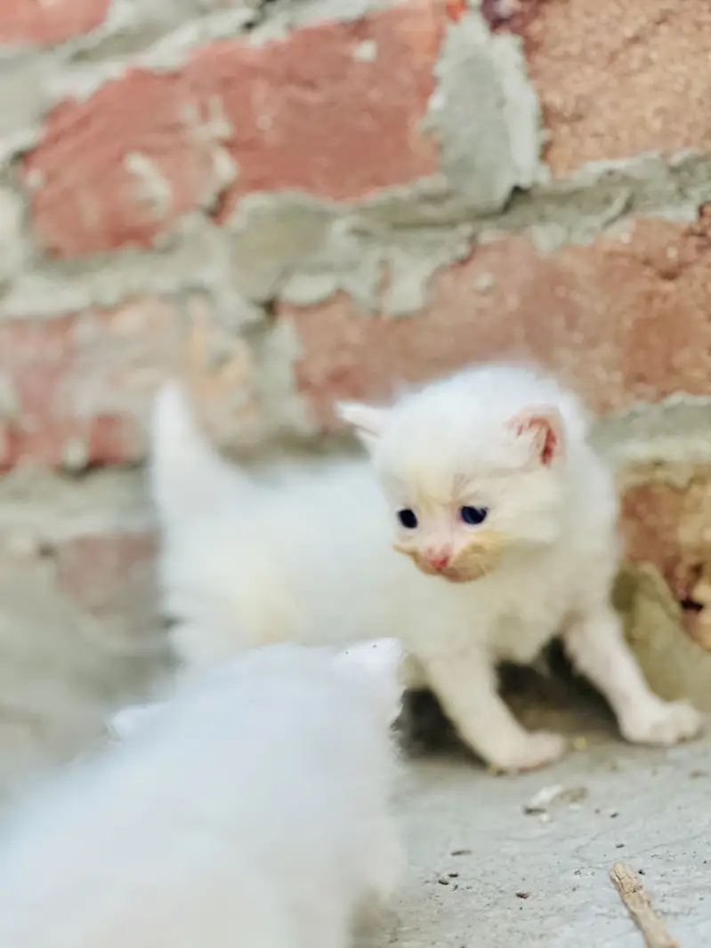 White baby cat — photo 2