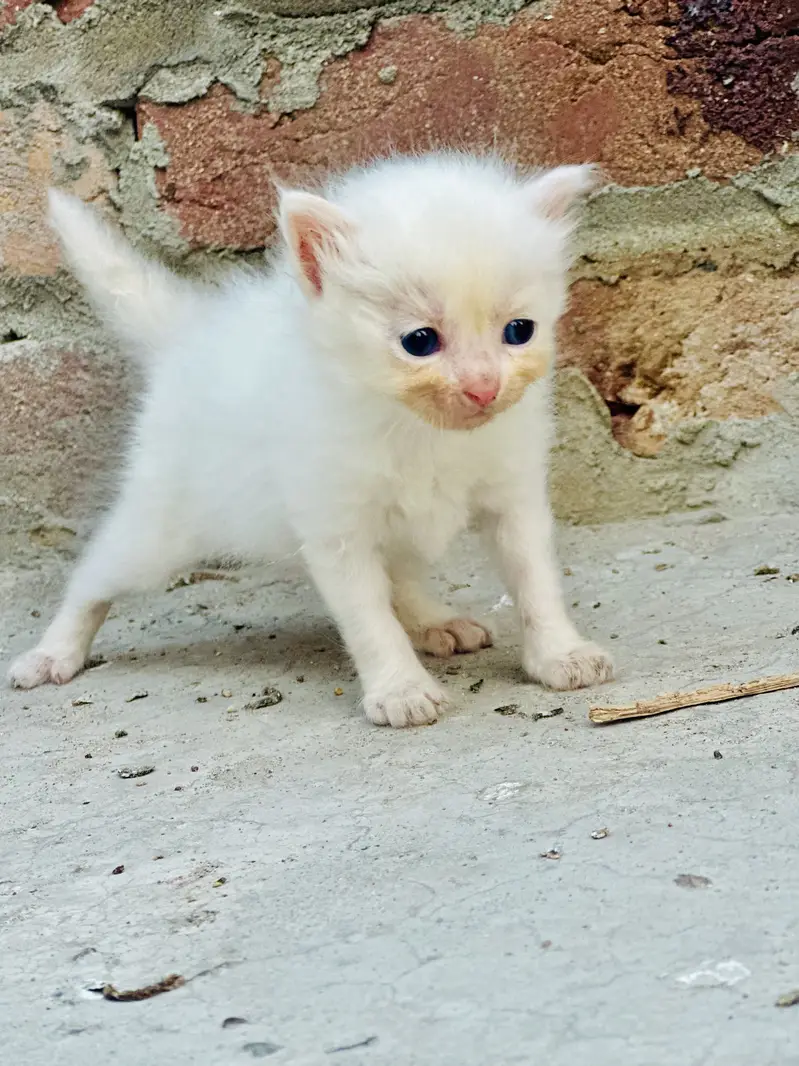 White baby cat — photo 3