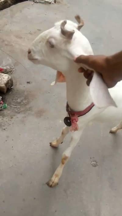 video Kay lie  what's up pr 03163925485 rabta krain