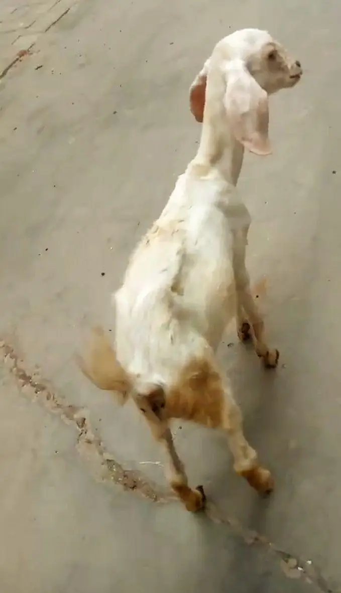 video Kay lie  what's up pr 03163925485 rabta krain — photo 7