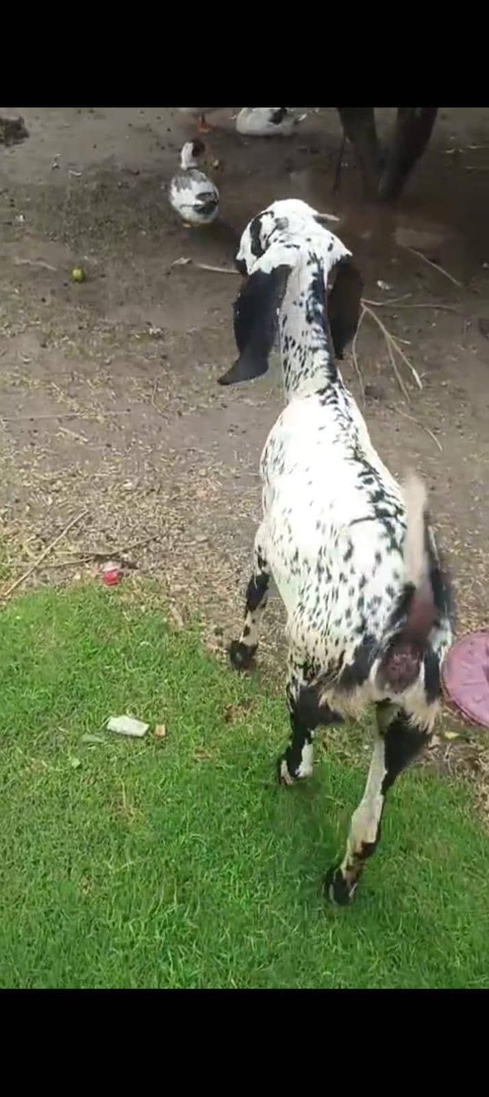 2 goats 0