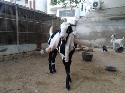 Bakra for sale