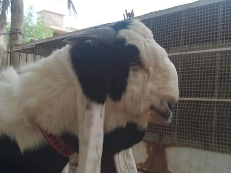 Bakra for sale — photo 2