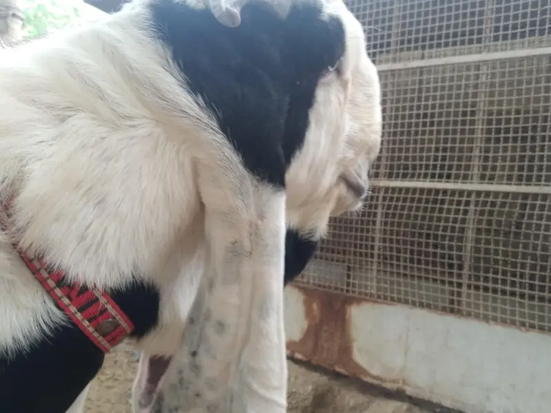 Bakra for sale — photo 3