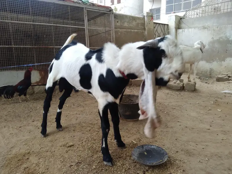 Bakra for sale — photo 4