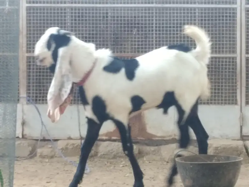 Bakra for sale — photo 5