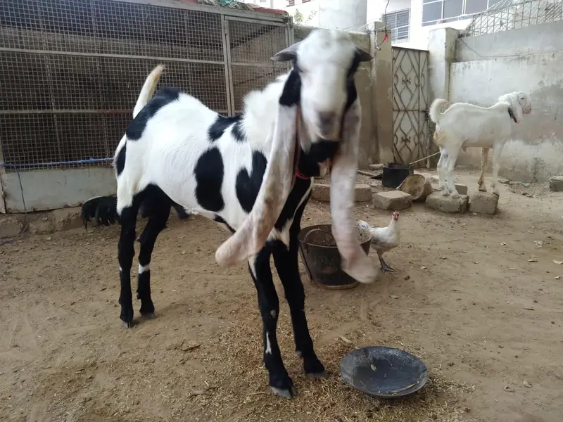 Bakra for sale — photo 6