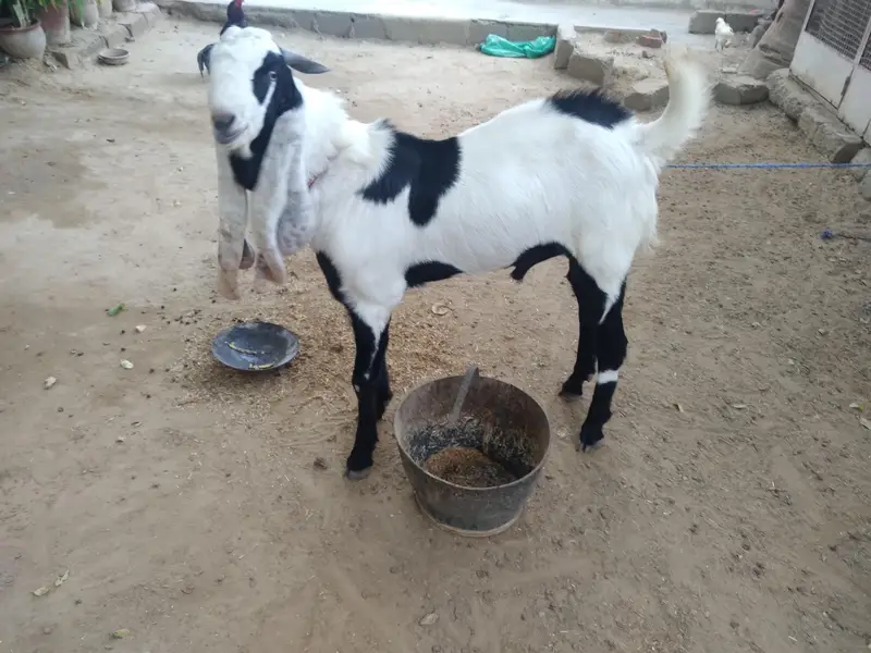 Bakra for sale — photo 7