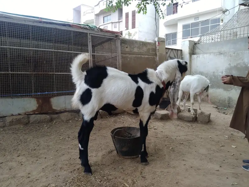 Bakra for sale — photo 8