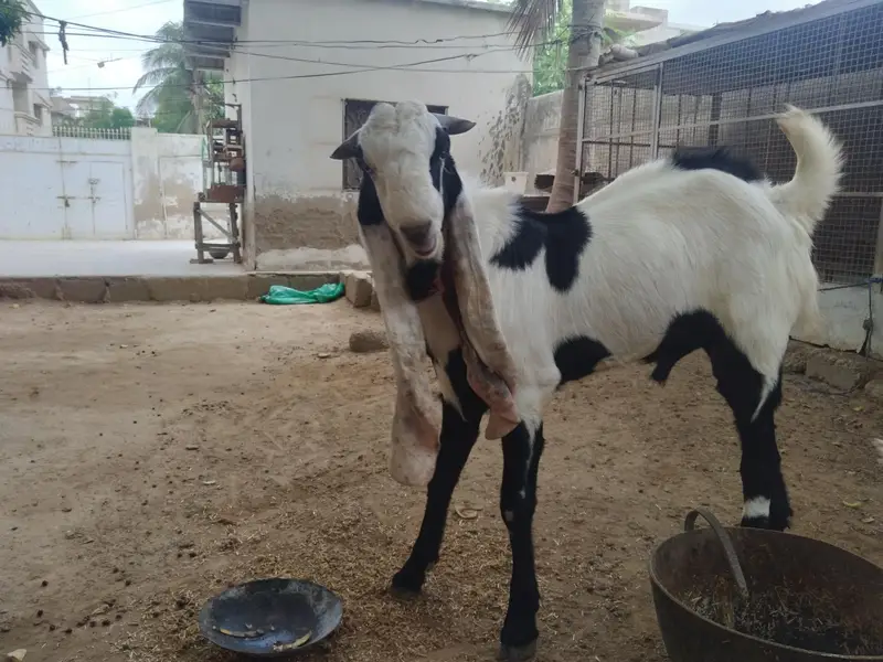 Bakra for sale — photo 9
