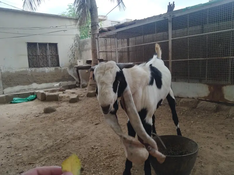 Bakra for sale — photo 10