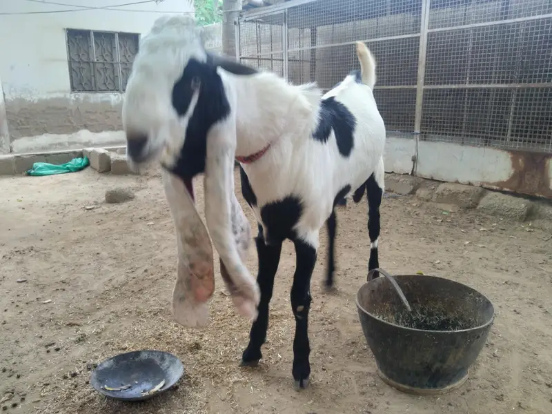 Bakra for sale — photo 11
